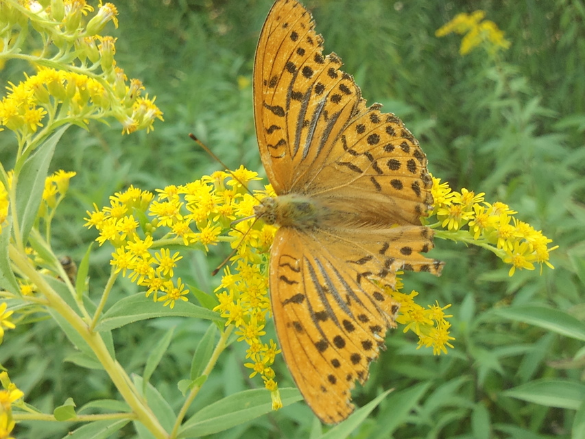 Argynnis paphia - nagy gyöngyházlepke