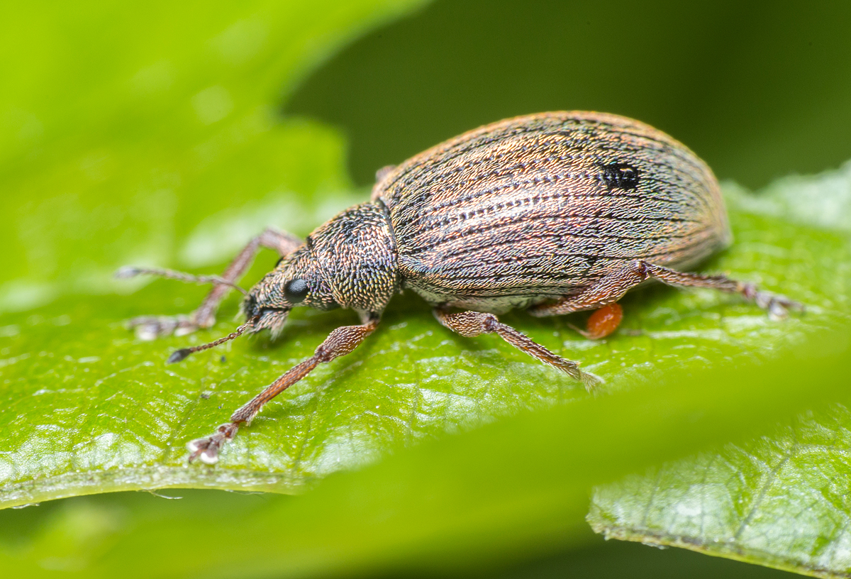 Polydrusus mollis - termetes lombormányos