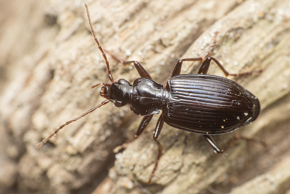 Limodromus assimilis - vöröslábú kisfutó