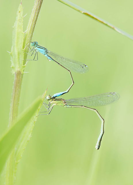 Ischnura elegans