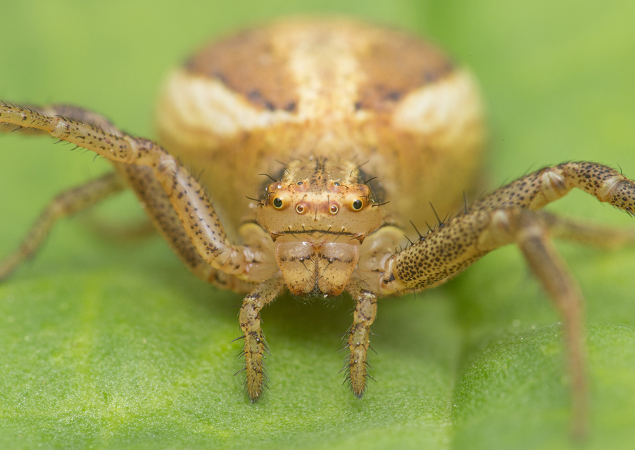 Xysticus ulmi - cserje-karolópók