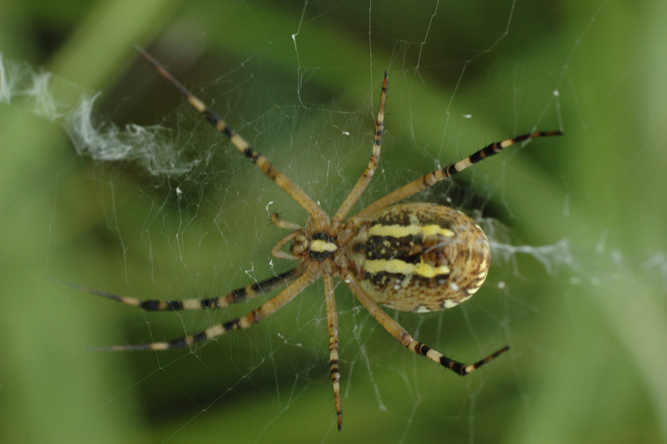 Argiope bruennichi - darázspók