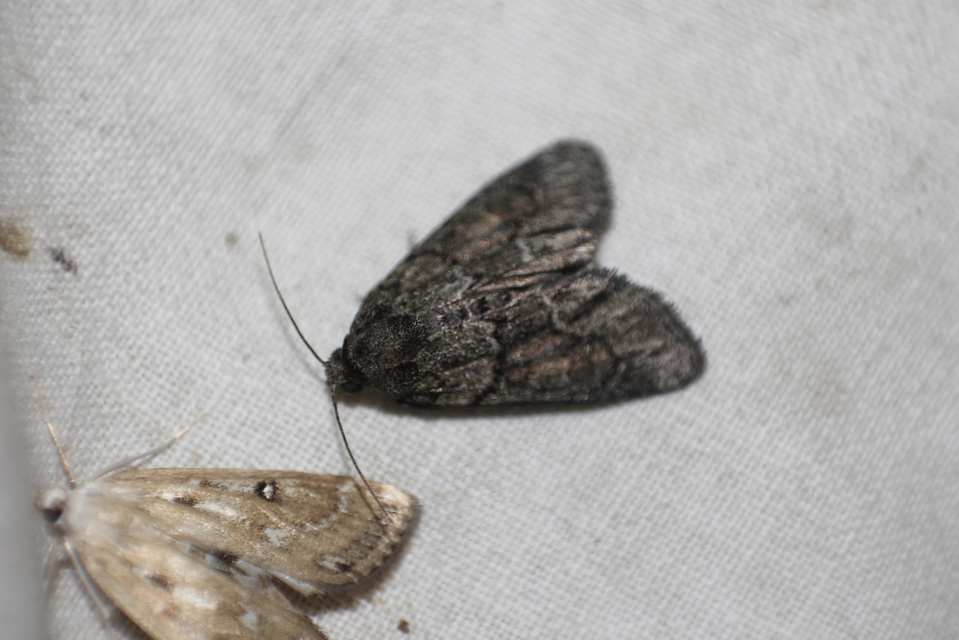 Cryphia fraudatricula - homoki zuzmóbagoly