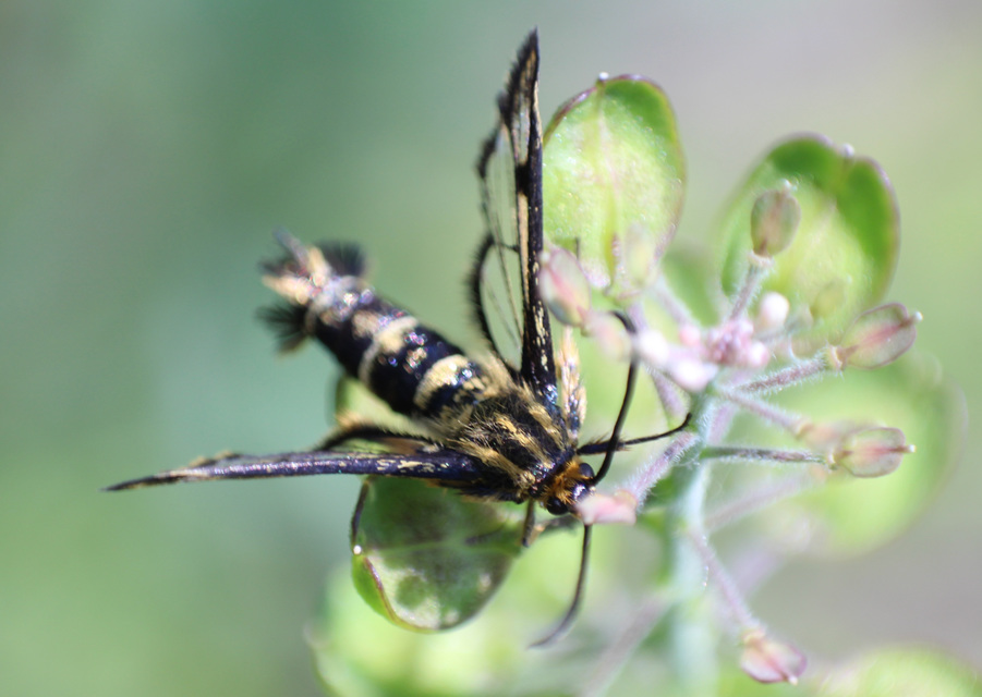 Sesiidae - szitkárfélék