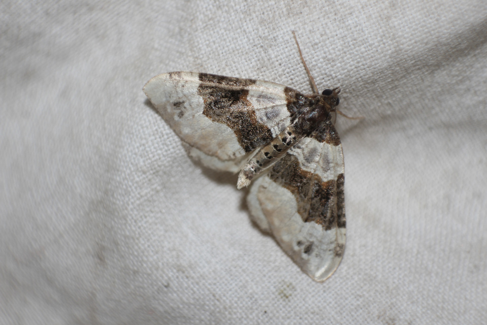 Cosmorhoe ocellata - szemes galajaraszoló