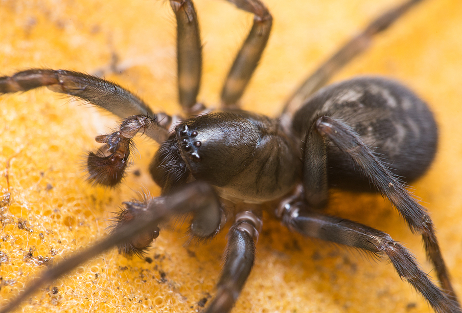 Amaurobius ferox - nagy eretnekpók