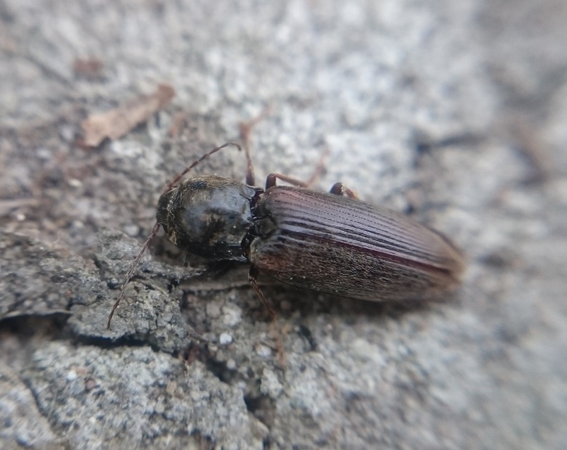 Dicronychus cinereus - szürke szívespattanó