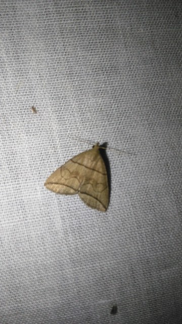 Herminia grisealis - ligeti karcsúbagoly