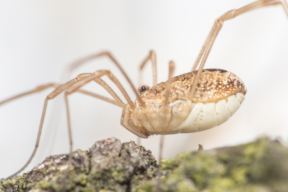 Rilaena triangularis