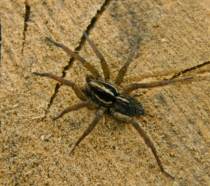 Lycosidae - farkaspókok