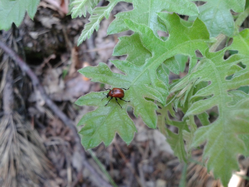 Attelabus nitens - tölgy-levélsodró