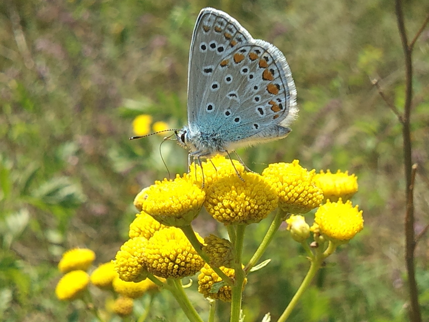 Polyommatus icarus - közönséges boglárka