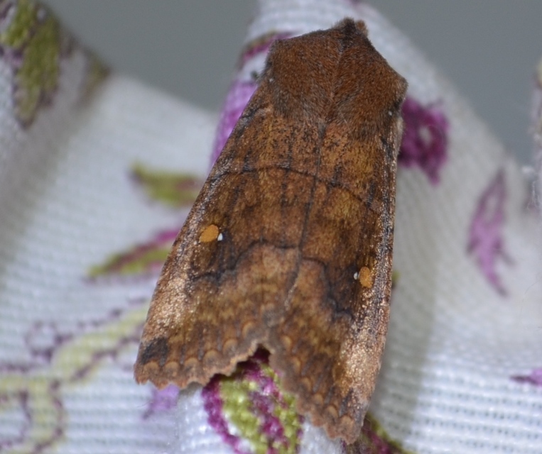 Eupsilia transversa - holdacskás télibagoly