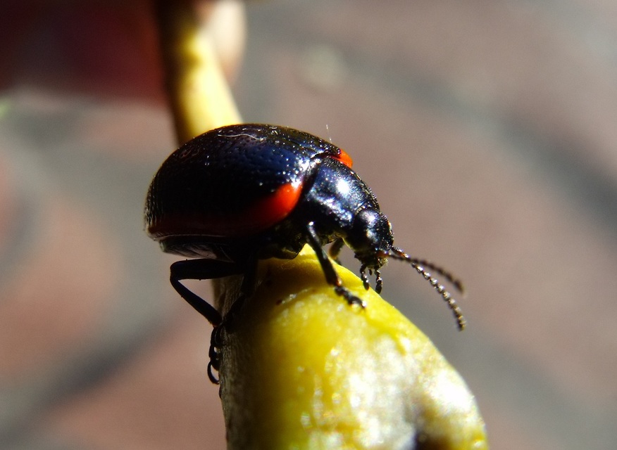 Chrysolina rossia - trapézhátú szegélyeslevelész