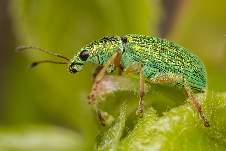 Polydrusus formosus - selymes lombormányos