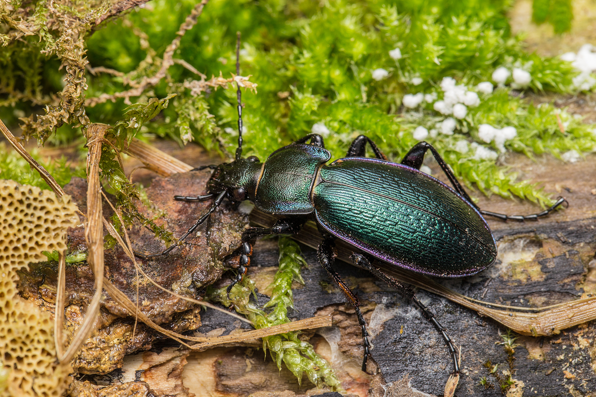 Carabus scheidleri jucundus - pompás változó futrinka