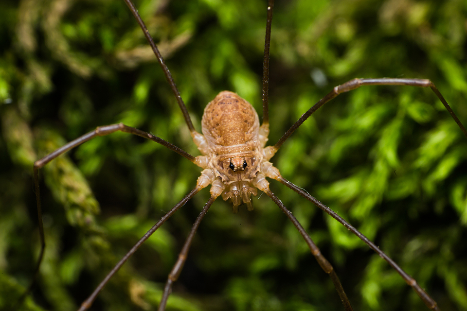 Rilaena triangularis