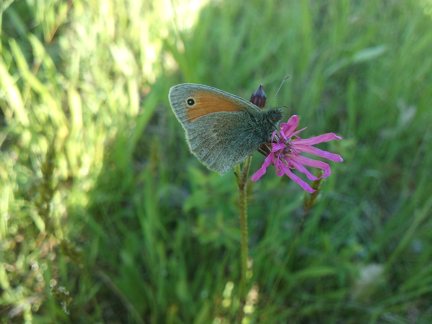 Coenonympha pamphilus - kis szénalepke
