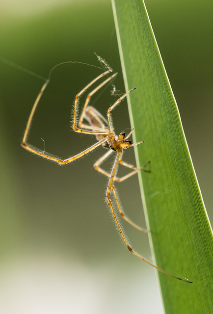 Tetragnatha