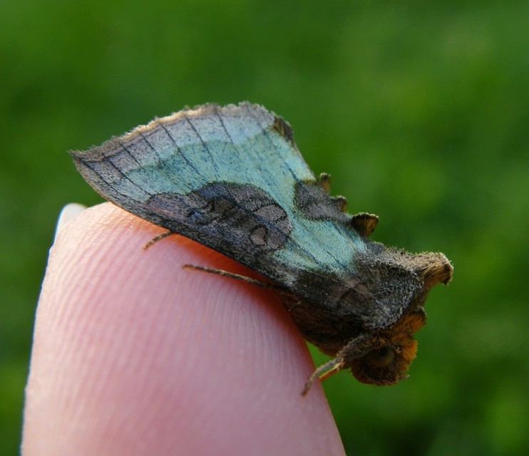 Diachrysia chrysitis - aranybagoly