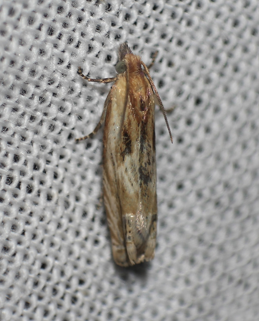 Eucosma