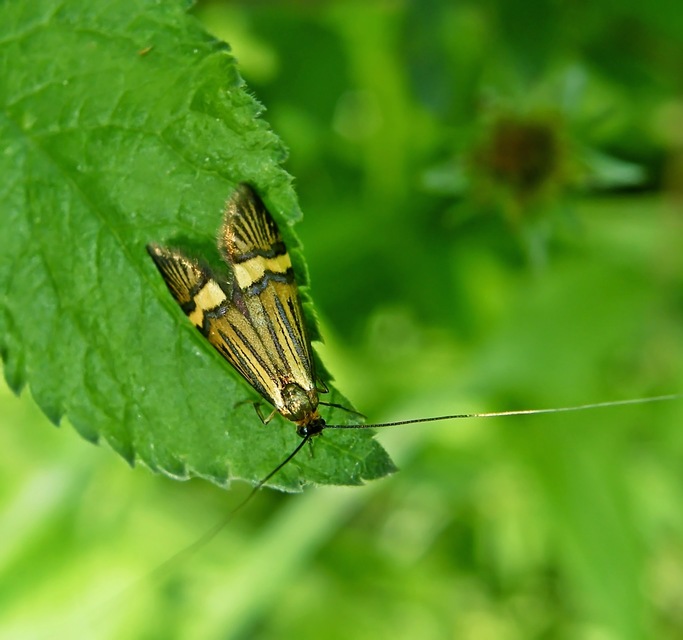 Nemophora degeerella - pompás tőrösmoly