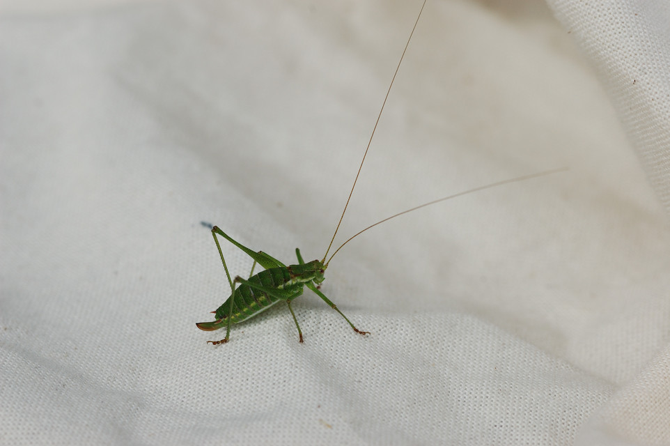 Leptophyes albovittata - közönséges virágszöcske