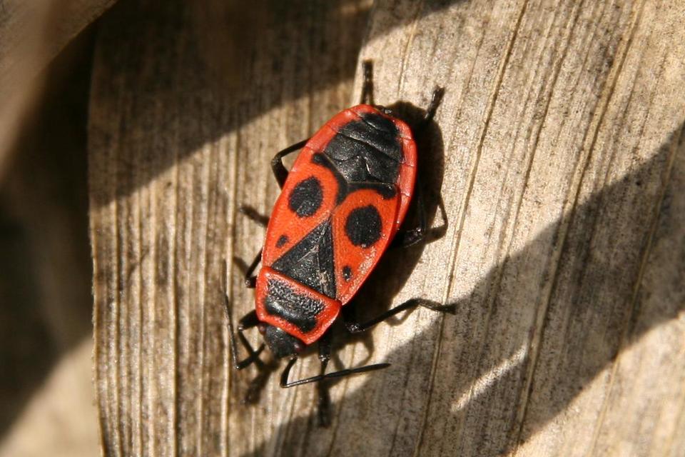 Pyrrhocoris apterus - verőköltő poloska