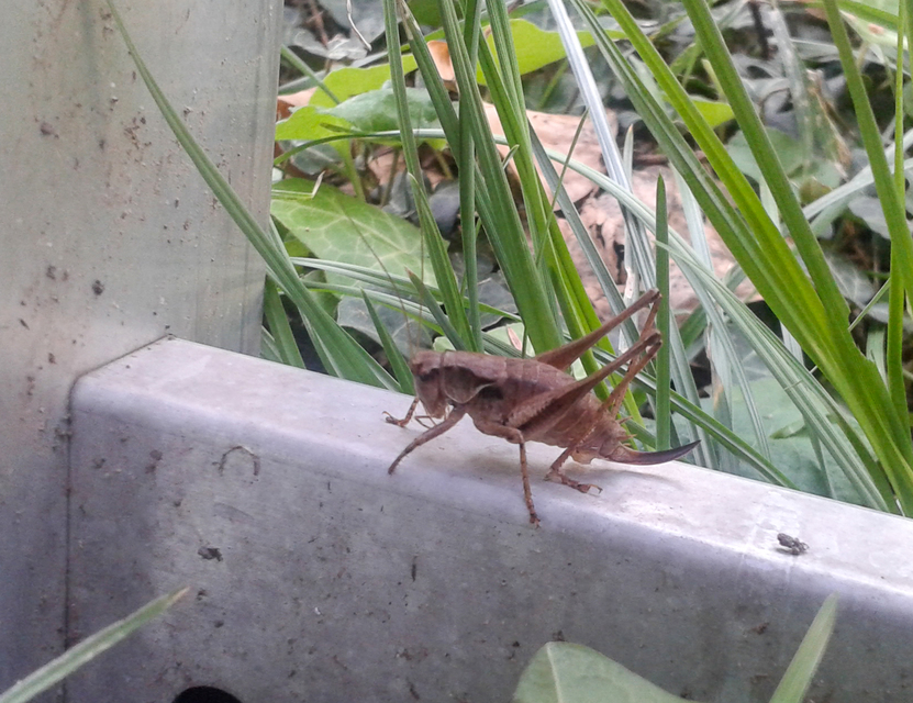 Pholidoptera griseoaptera - szürke avarszöcske