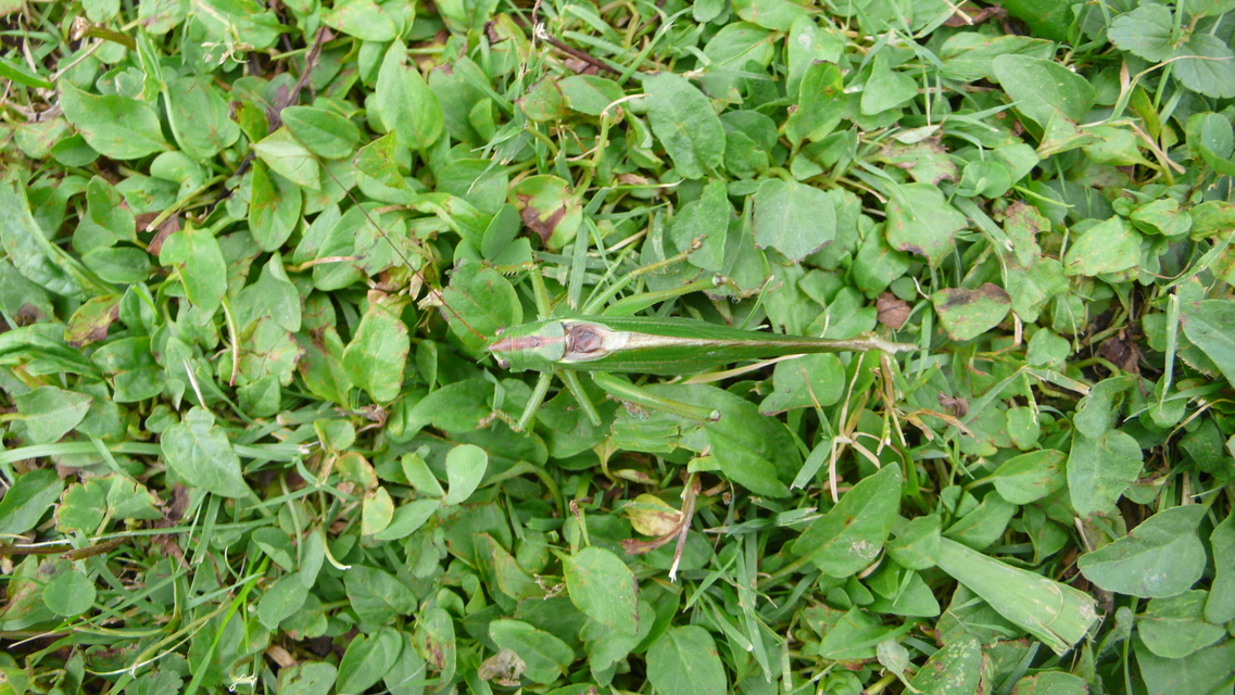 Tettigonia viridissima - zöld lombszöcske