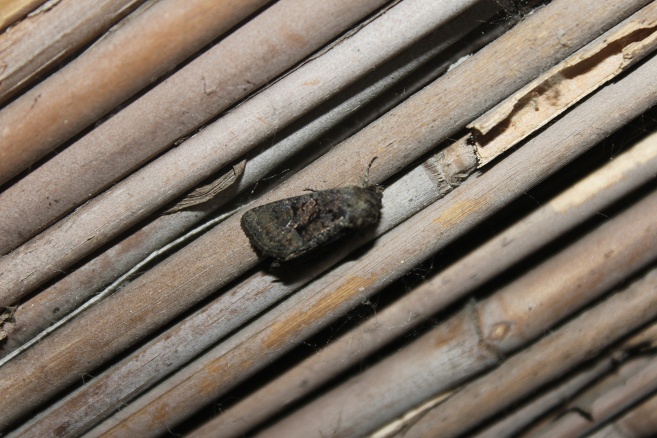 Oligia strigilis/latruncula/versicolor