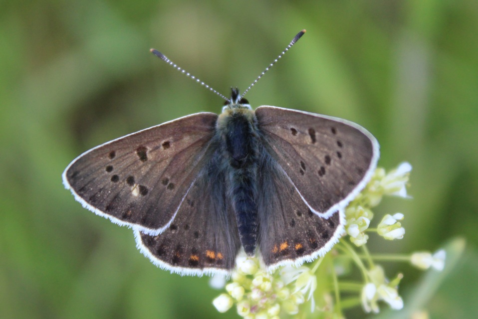 Lycaena tityrus - barna tűzlepke