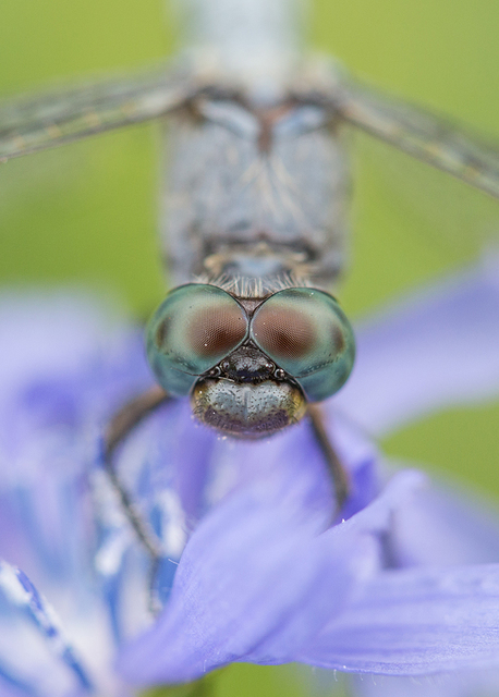 Orthetrum coerulescens - karcsú pásztorszitakötő