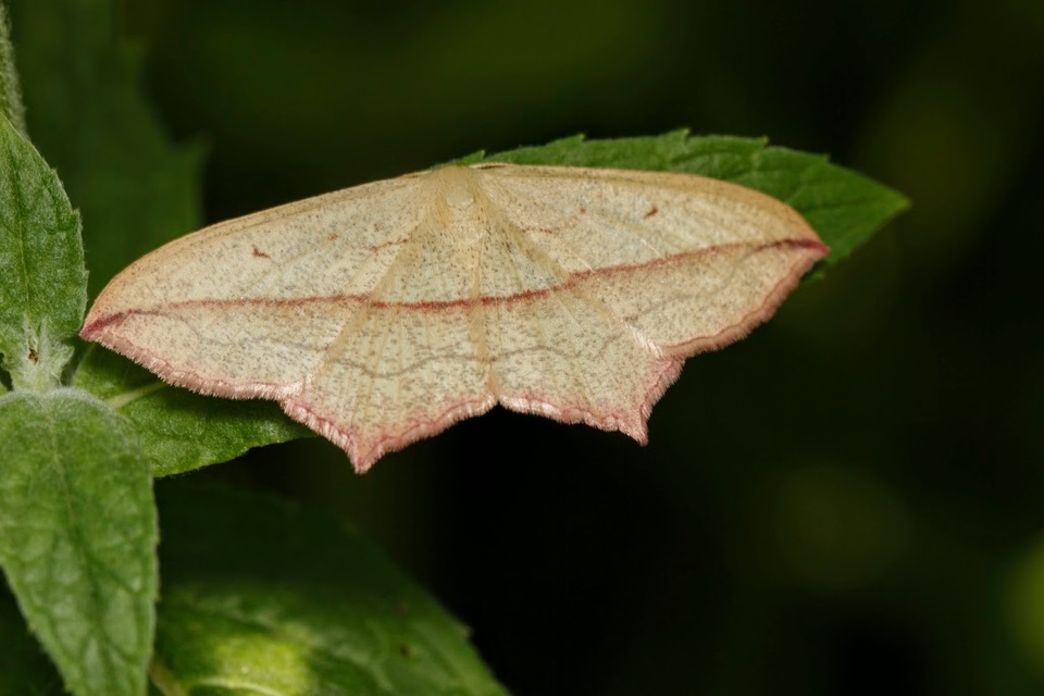 Timandra comae - piroscsíkos csipkésaraszoló