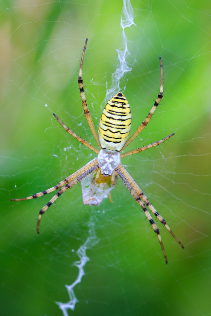 Argiope bruennichi - darázspók