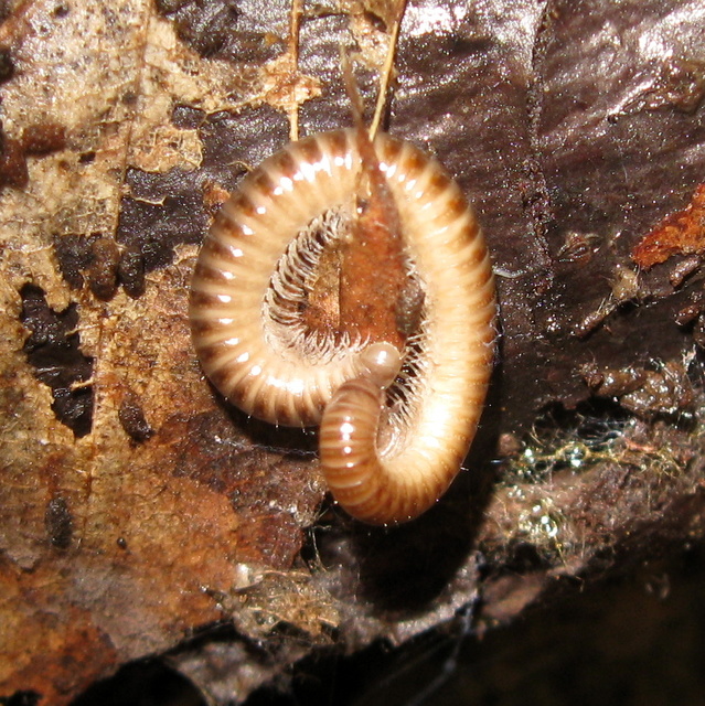 Diplopoda - Ikerszelvényesek