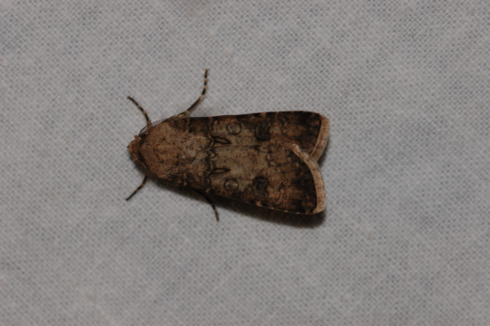 Agrotis segetum - vetési földibagoly