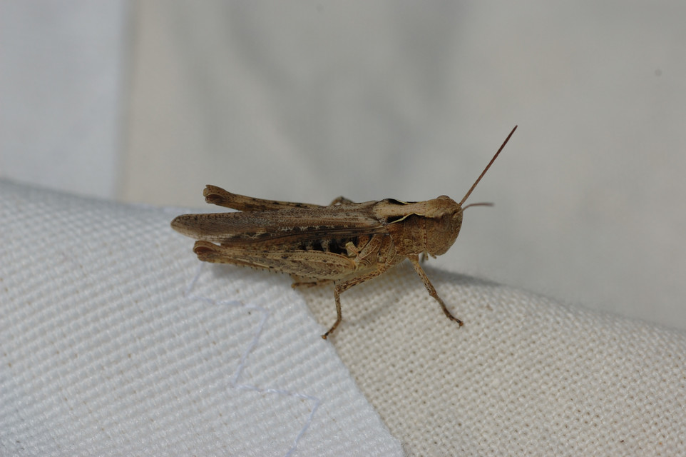 Chorthippus (Glyptobothrus) (subgenus)