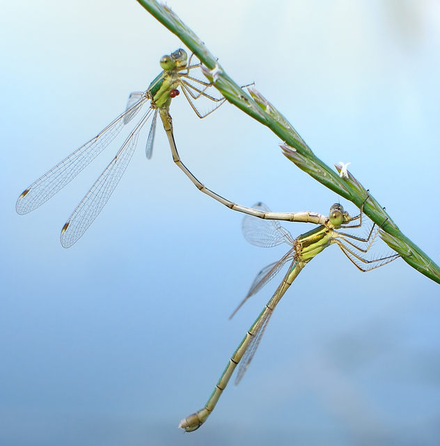 Lestes barbarus - foltosszárnyjegyű rablószitakötő