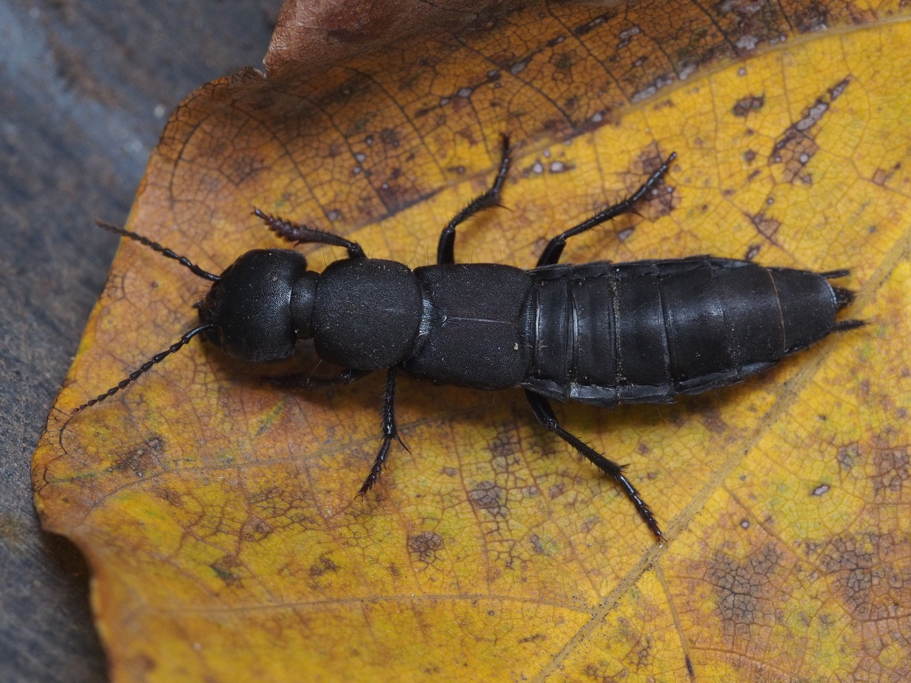 Ocypus nitens - fekete holyva