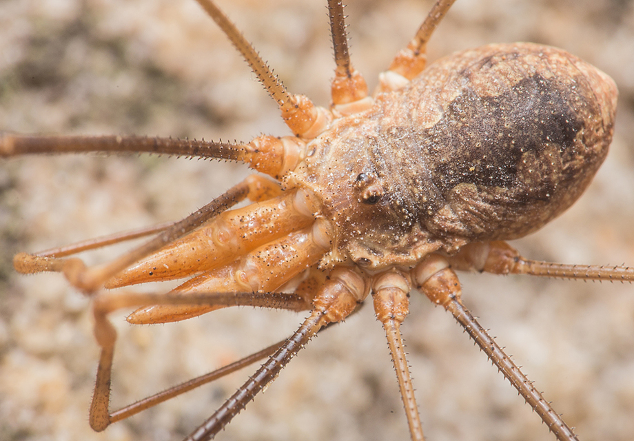 Phalangium opilio