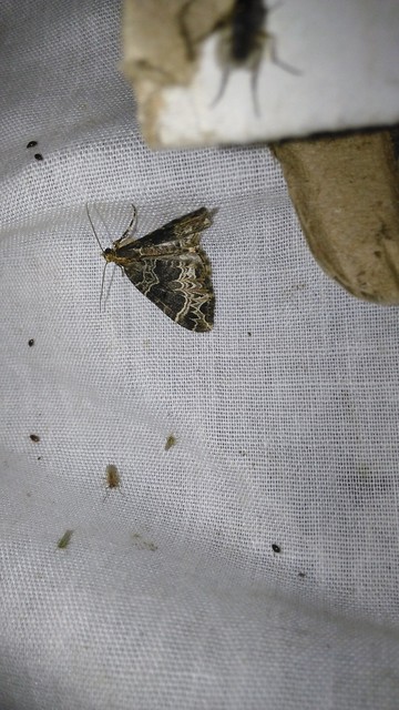 Ecliptopera silaceata - barna tarkaaraszoló