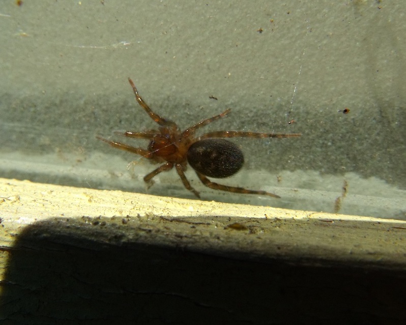 Amaurobius