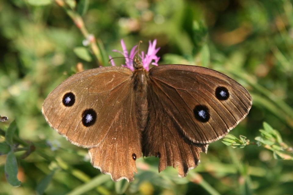 Minois dryas - fekete szemeslepke