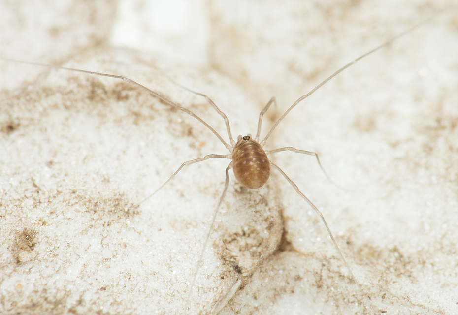 Nelima sempronii