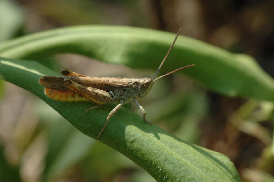 Chorthippus brunneus - közönséges tarlósáska