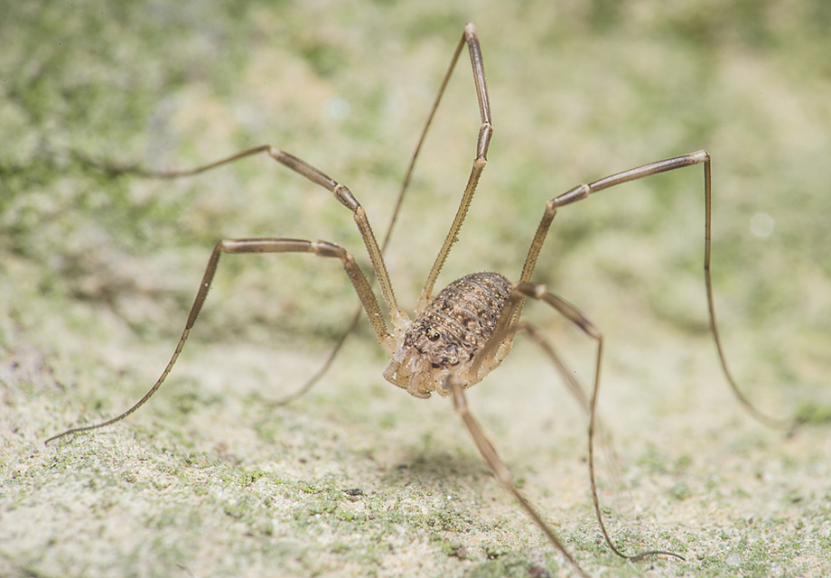 Opilio saxatilis