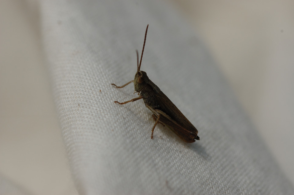 Chorthippus dorsatus - hátas rétisáska