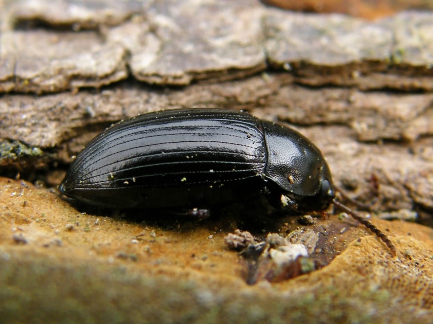 Nalassus dermestoides - rövidszárnyú gyászbogár