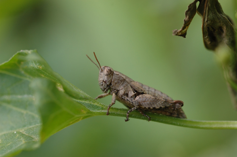 Pezotettix giornae - kis hegyisáska